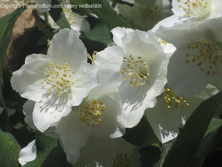 Plant, Pollen, Blossom, Flower
