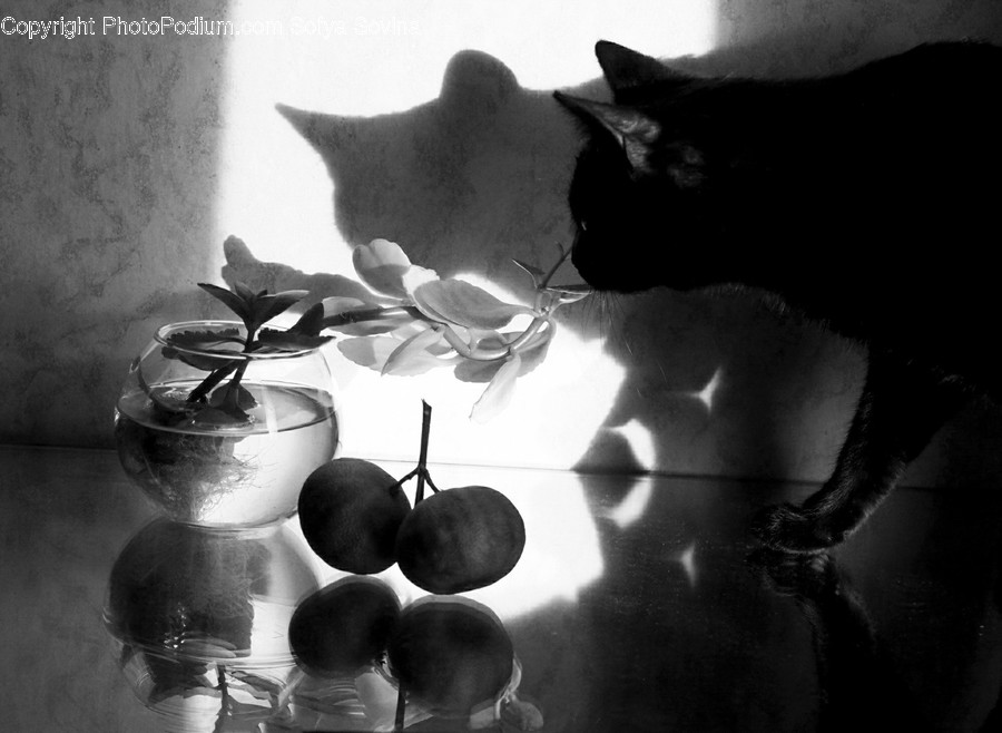 Plant, Mammal, Cat, Pet, Animal