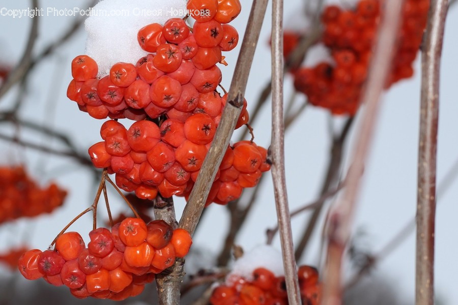 Plant, Food, Fruit, Cherry