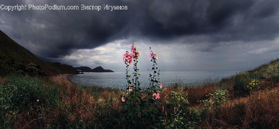Nature, Land, Outdoors, Weather, Plant