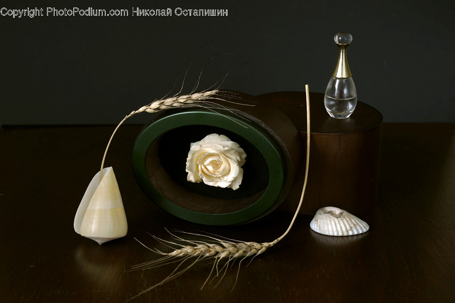 Plant, Flower, Rose, Blossom, Flower Arrangement
