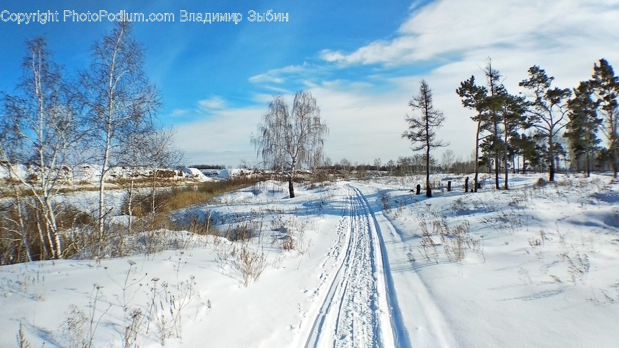 Nature, Tree, Plant, Outdoors, Vegetation