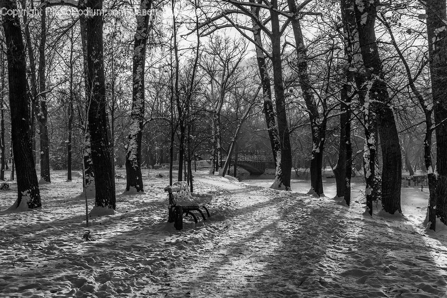 Plant, Vegetation, Forest, Nature, Tree