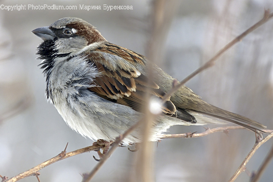 Bird, Animal, Sparrow, Anthus, Finch