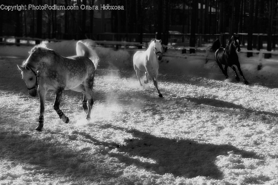 Animal, Mammal, Horse, Colt Horse, Cattle