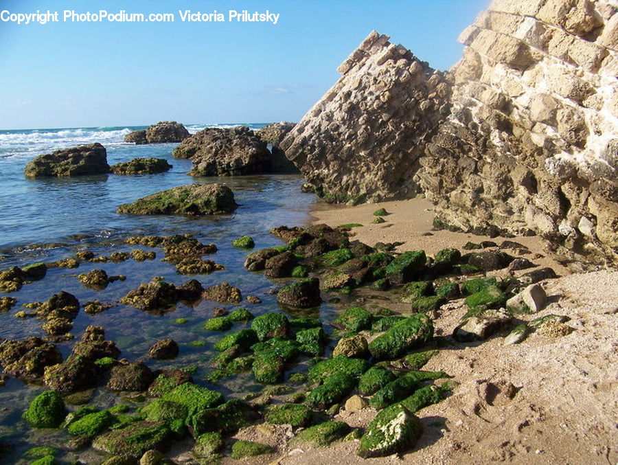 Seaweed, Moss, Plant, Coast, Outdoors, Sea, Water