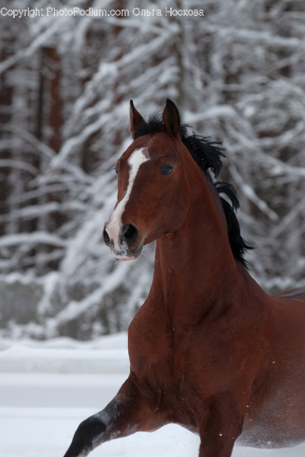 Animal, Horse, Mammal, Colt Horse, Pet