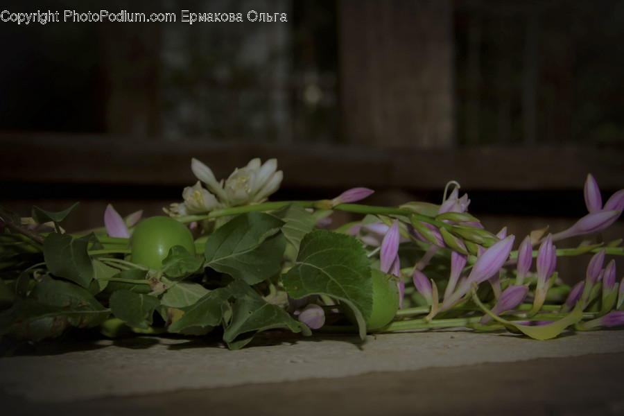 Plant, Flower, Blossom, Rose, Geranium