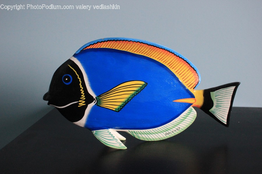 Surgeonfish, Sea Life, Animal, Fish, Angelfish
