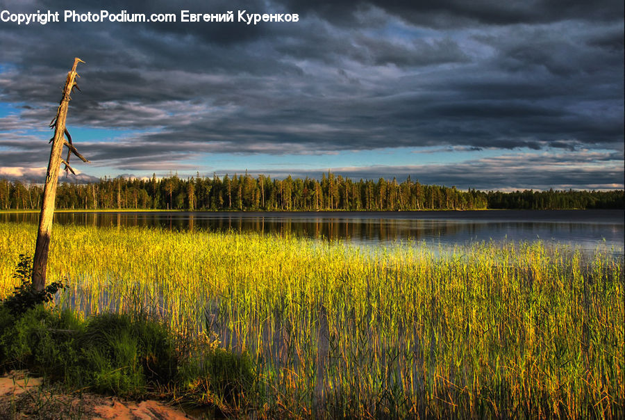 Field, Grass, Grassland, Plant, Tree Trunk, Land, Outdoors