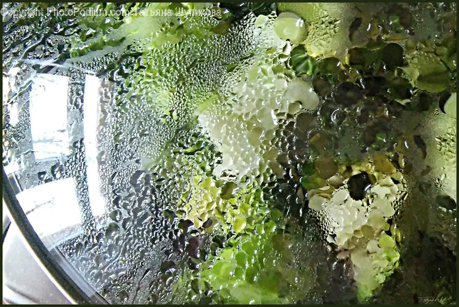 Plant, Vegetable, Food, Droplet, Sunlight
