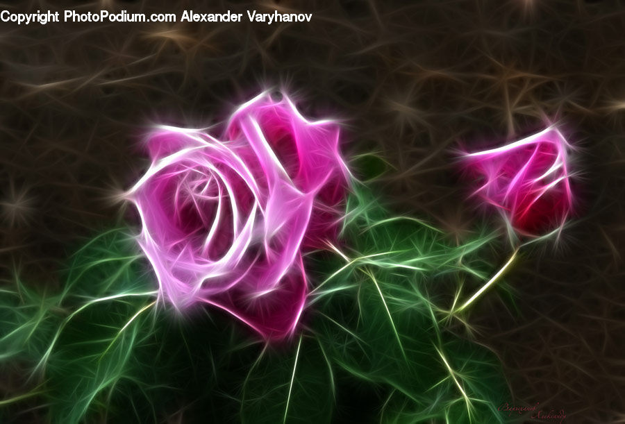 Blossom, Flora, Flower, Plant, Fractal