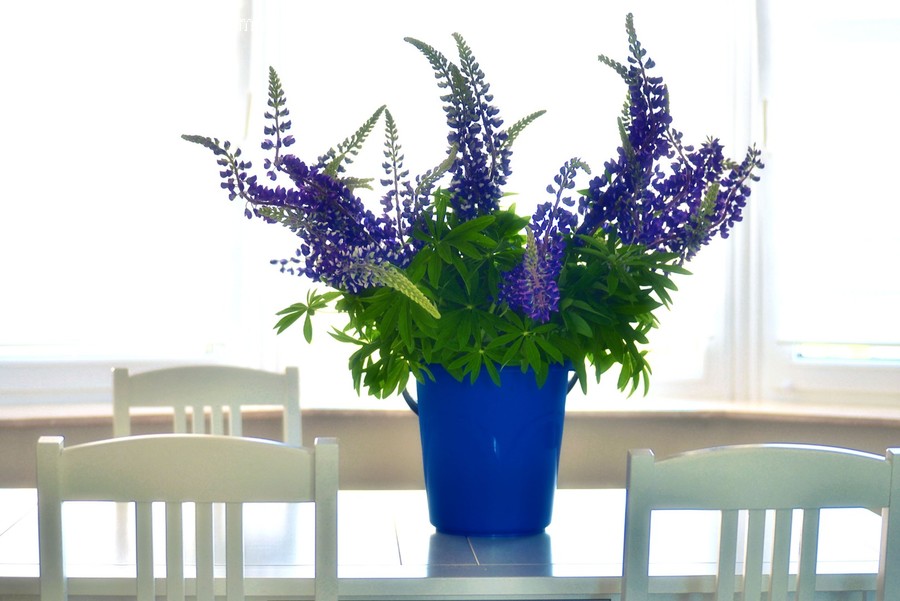 Plant, Furniture, Chair, Flower, Blossom