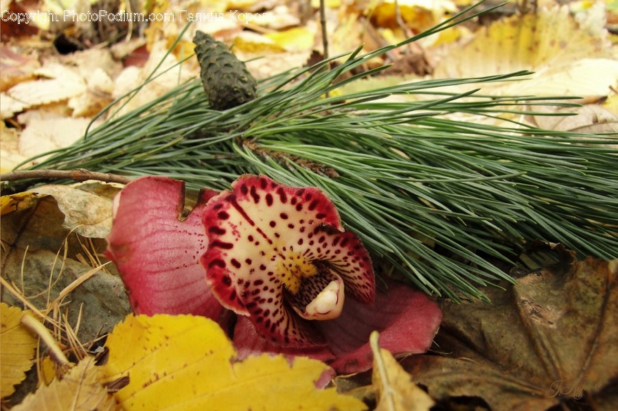 Plant, Tree, Conifer, Blossom, Flower