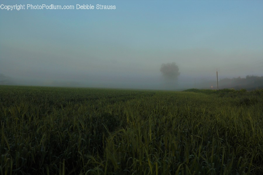 Nature, Outdoors, Field, Grassland, Fog