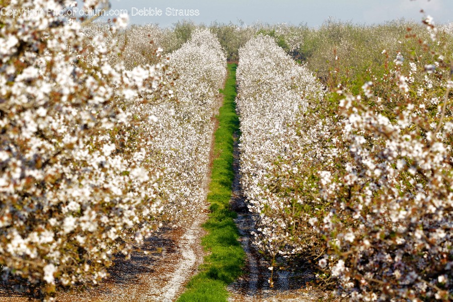 Outdoors, Cotton, Ground, Nature, Plant