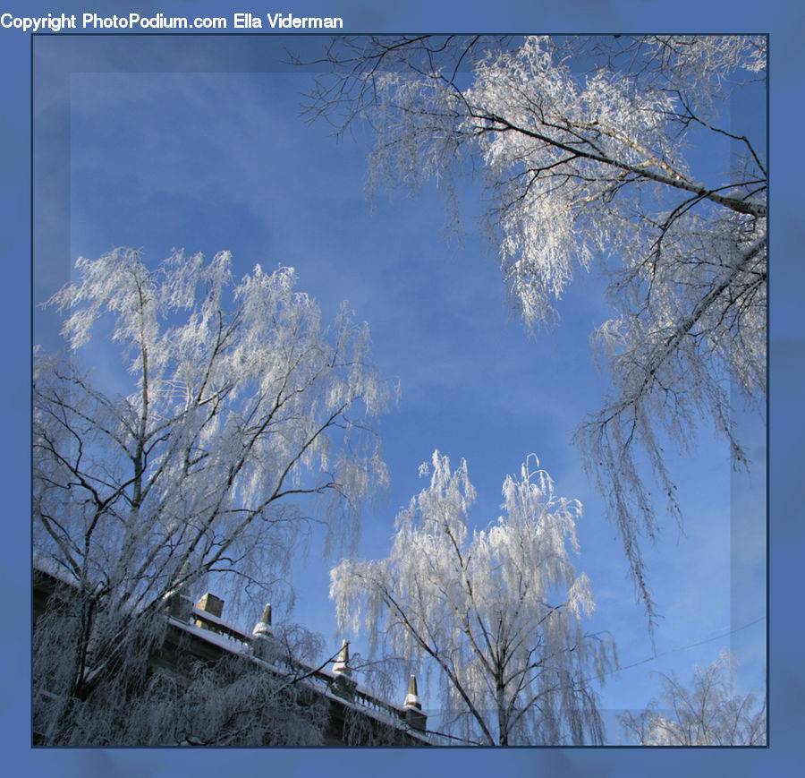 Frost, Ice, Outdoors, Snow, Plant, Vegetation, Art