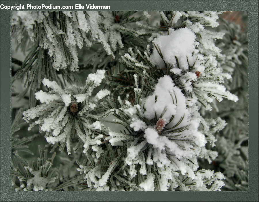 Conifer, Fir, Plant, Tree, Frost, Ice, Outdoors
