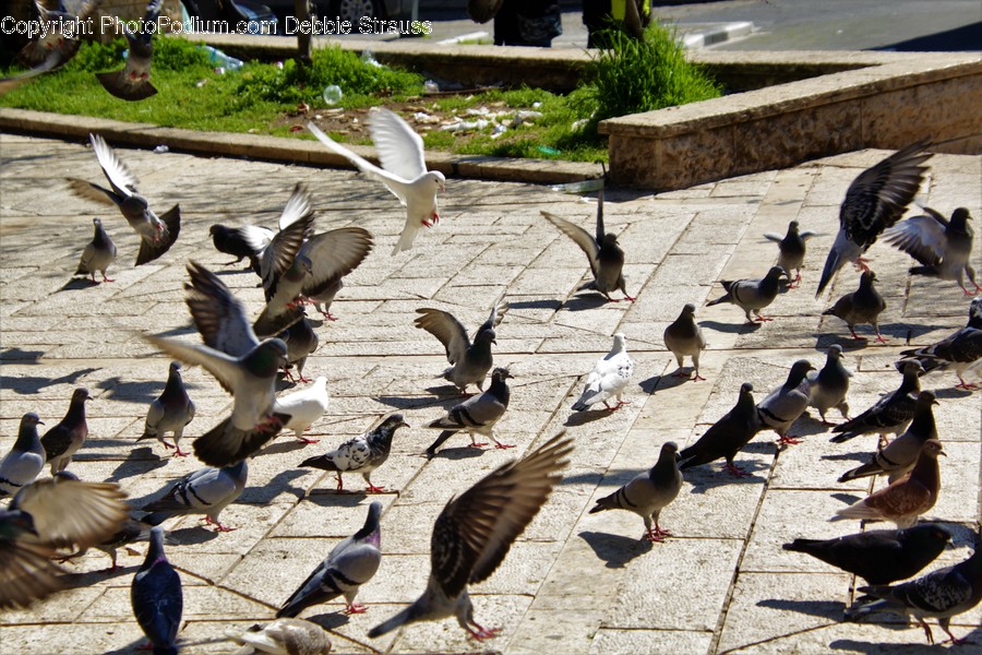Animal, Bird, Pigeon, Dove, Person