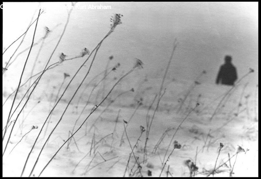 Grass, Plant, Reed