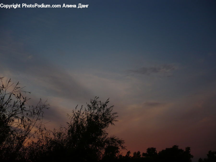 Dawn, Dusk, Red Sky, Sky, Sunrise, Sunset, Plant