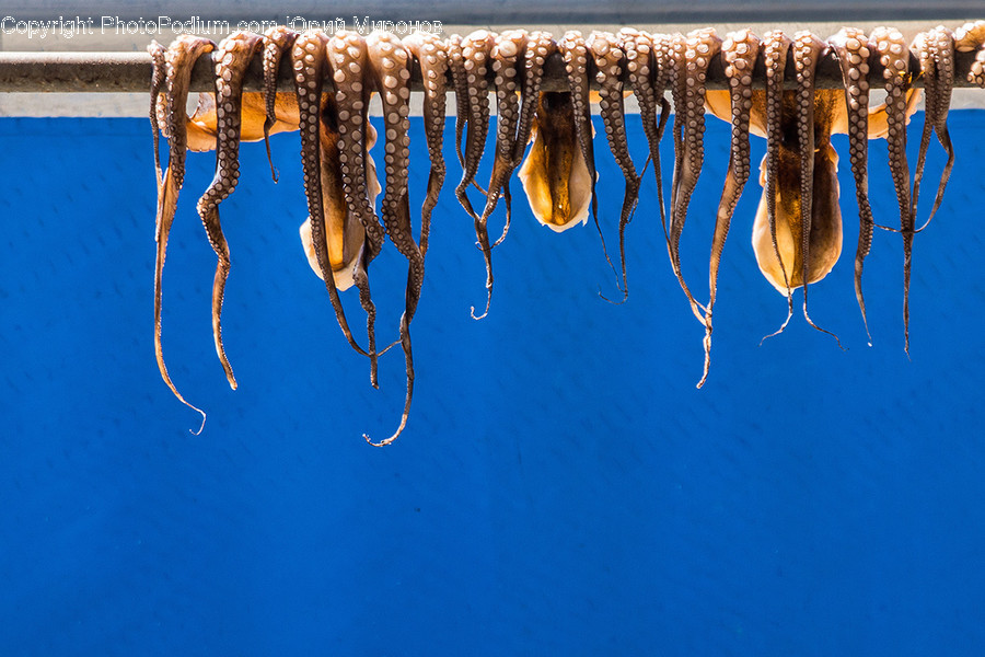 Animal, Invertebrate, Insect, Sea Life, Octopus