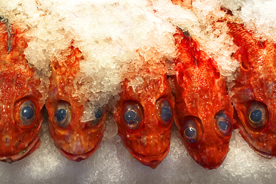 Lobster, Food, Animal, Sea Life, Seafood
