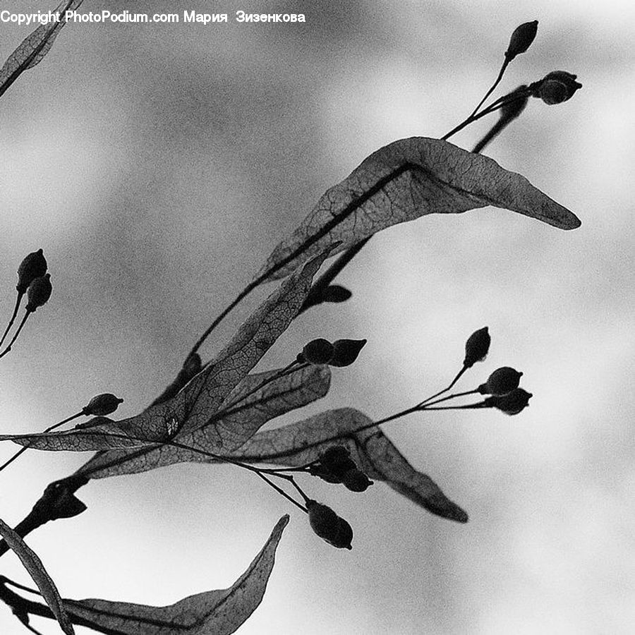 Bird, Magpie, Blackbird, Acanthaceae, Annonaceae, Blossom, Flora