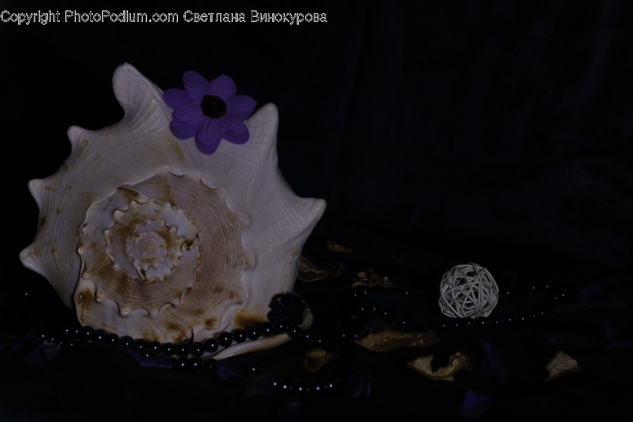 Animal, Sea Life, Invertebrate, Seashell, Conch