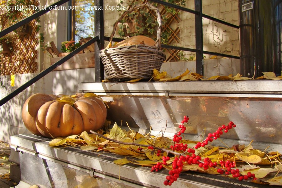 Plant, Food, Produce, Vegetable, Pumpkin