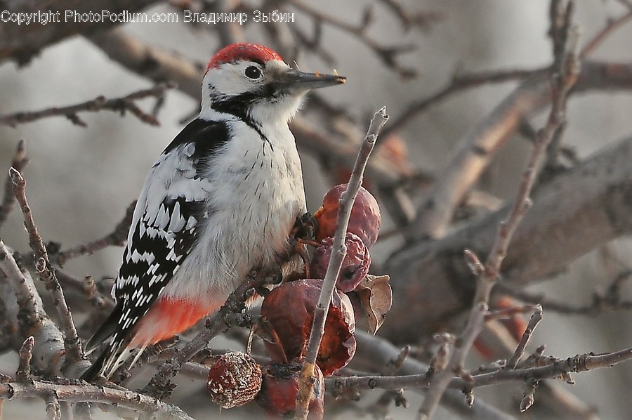 Bird, Animal, Flicker Bird, Woodpecker, Plant