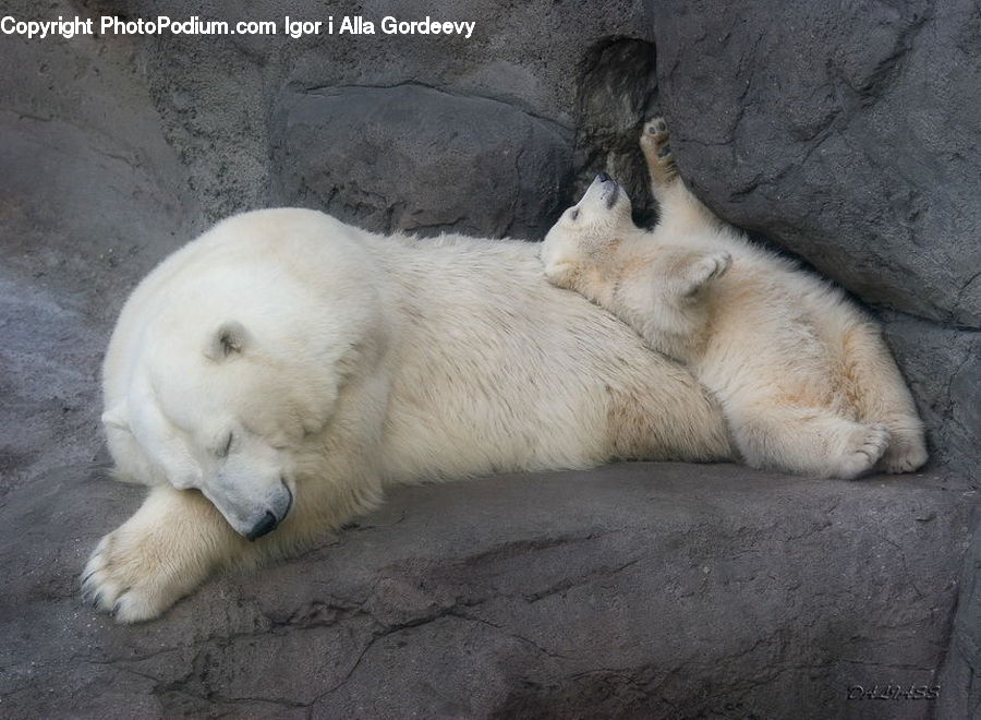 Animal, Bear, Mammal, Polar Bear