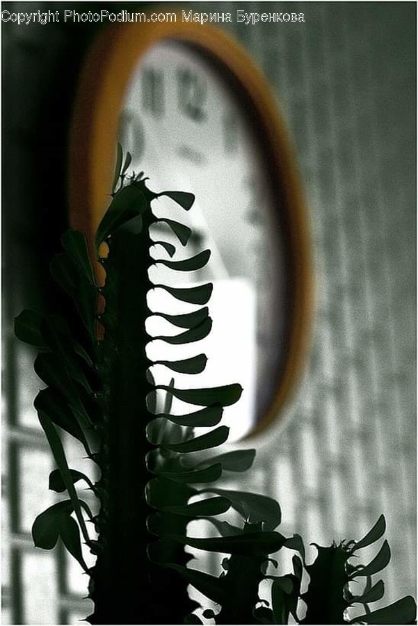 Plant, Flower, Blossom