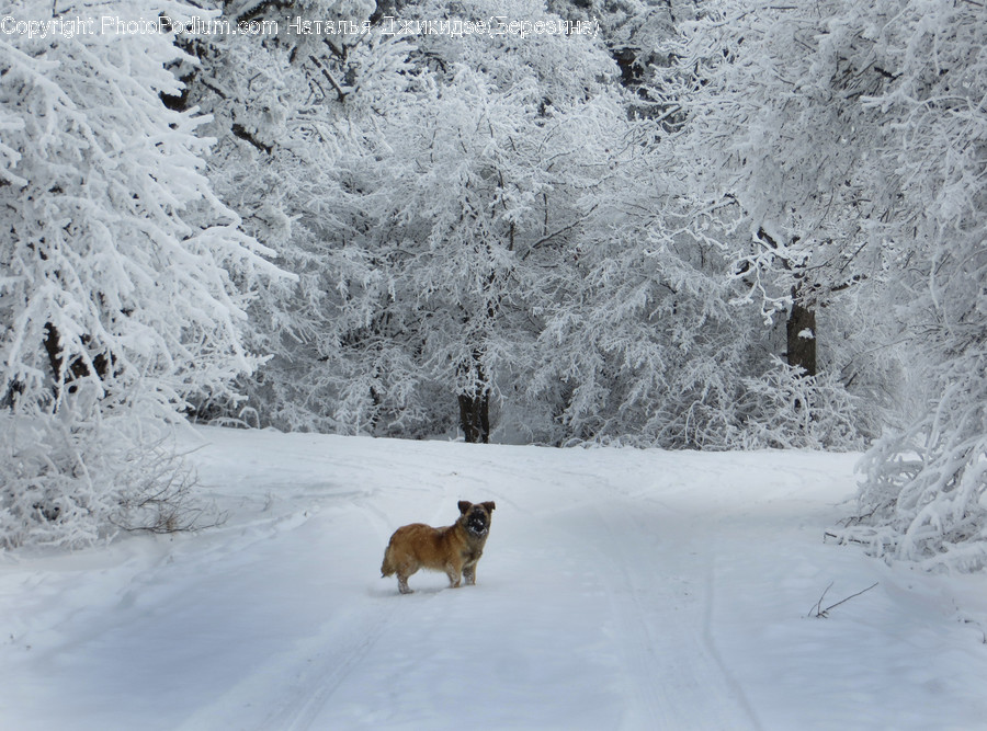 Nature, Outdoors, Mammal, Dog, Pet