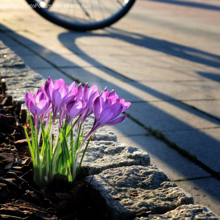 Plant, Machine, Wheel, Flower, Blossom