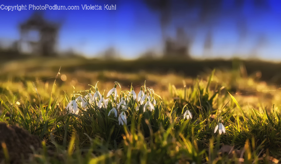 Plant, Grass, Field, Outdoors, Grassland