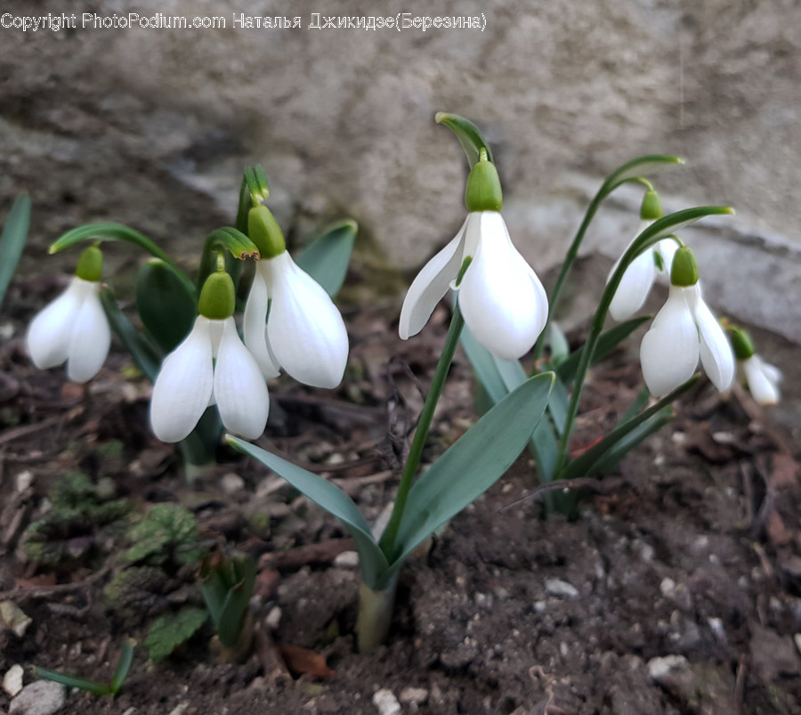 Flower, Plant, Blossom, Amaryllidaceae, Animal