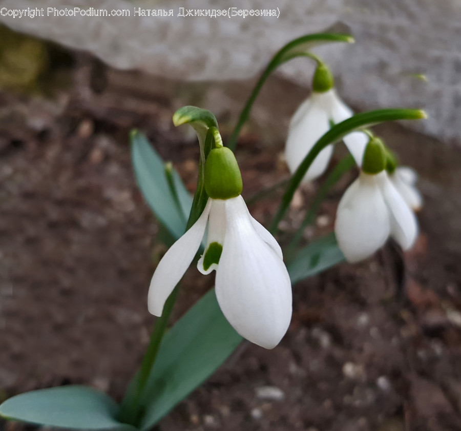 Amaryllidaceae, Plant, Flower, Blossom