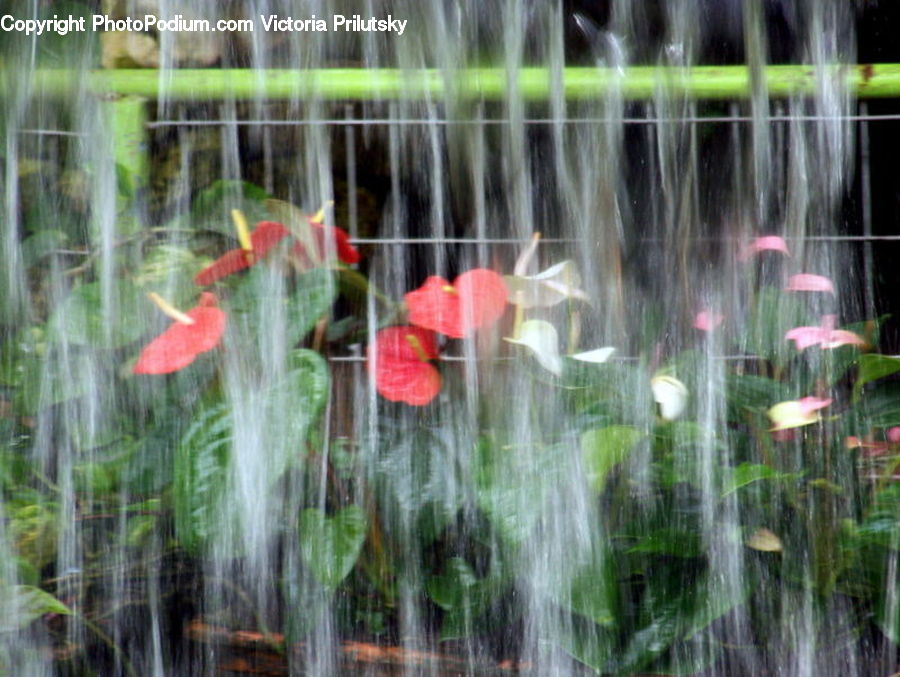 Fountain, Water, Field, Grass, Grassland, Plant, Blossom