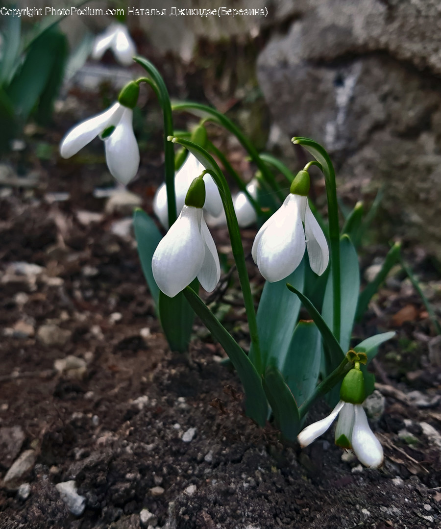 Plant, Blossom, Amaryllidaceae, Flower, Animal
