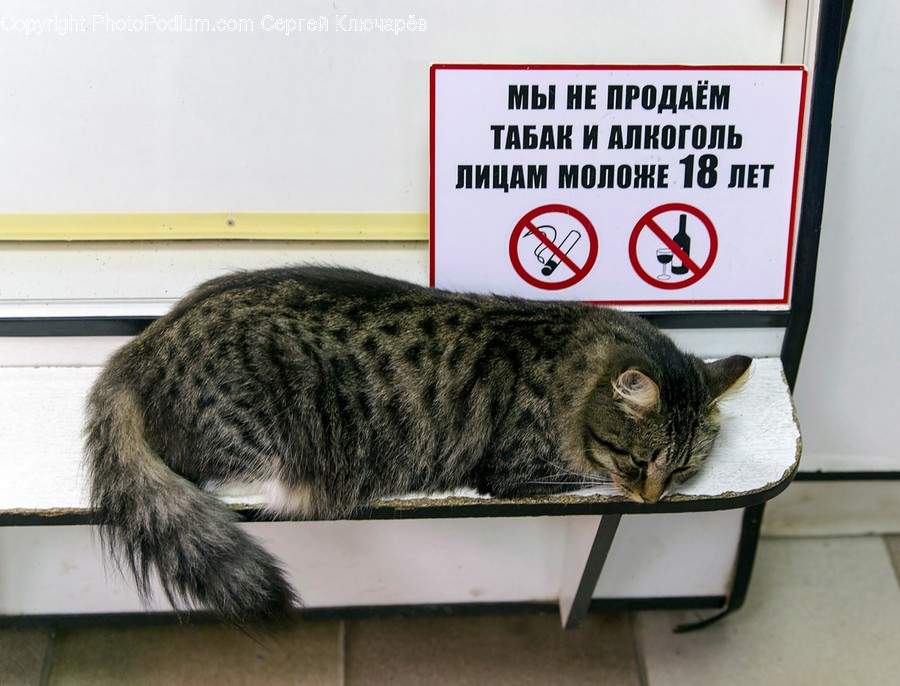 Cat, Mammal, Pet, Animal, Manx