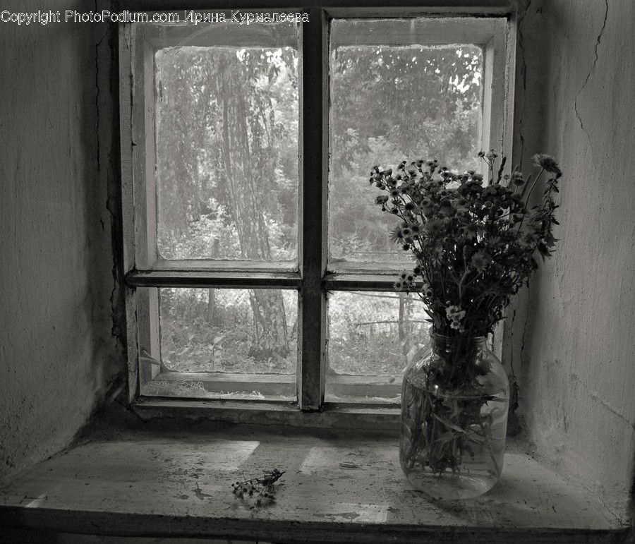 Window, Door, Plant, Flower, Blossom