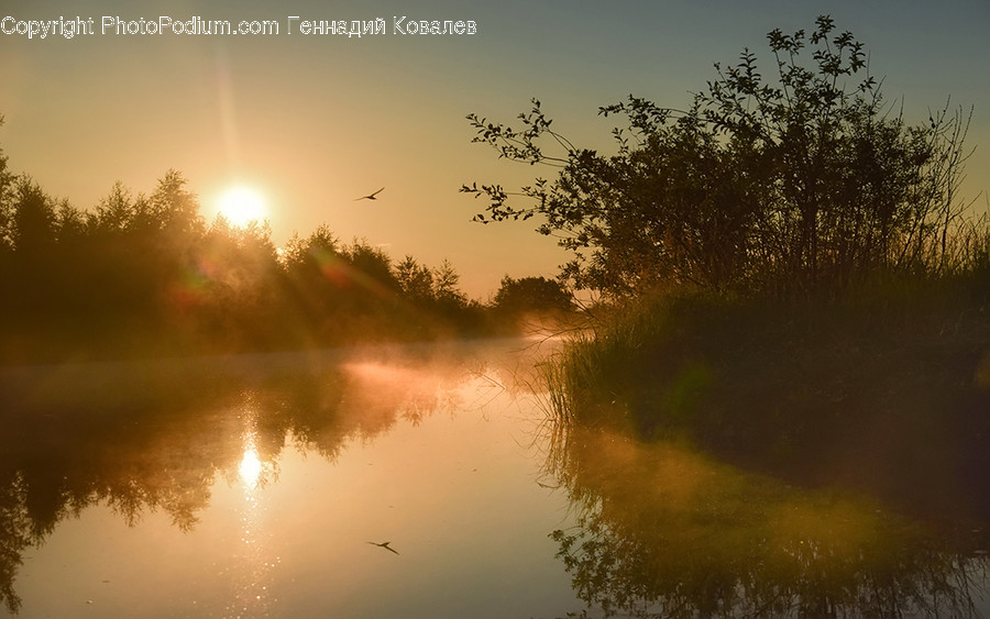 Nature, Light, Flare, Outdoors, Bird