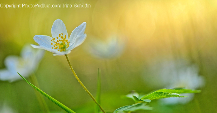 Plant, Pollen, Flower, Blossom, Geranium