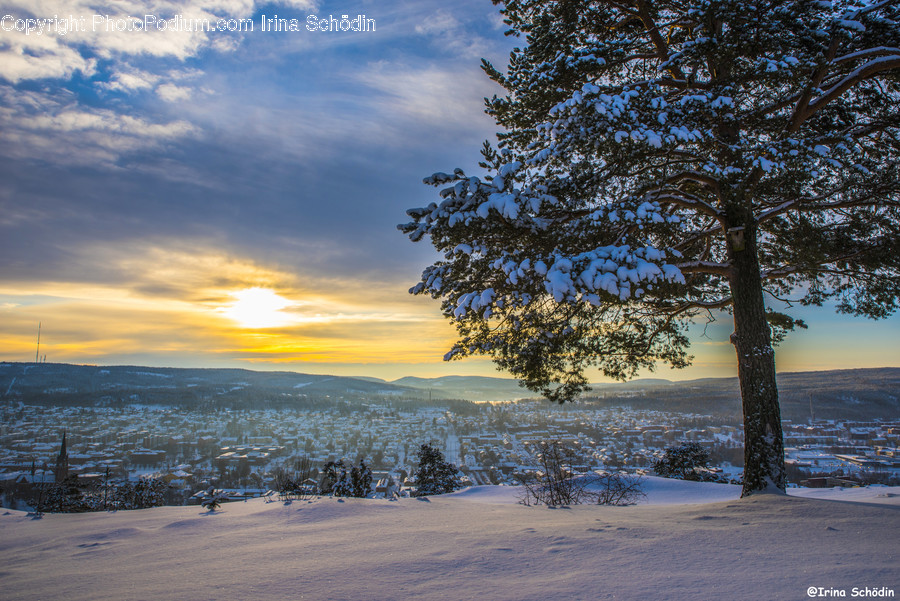 Plant, Tree, Abies, Fir, Nature