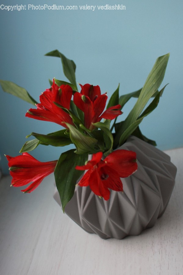 Plant, Flower, Blossom, Flower Arrangement, Flower Bouquet