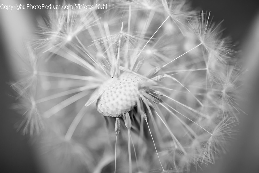 Plant, Blossom, Flower, Dandelion, Invertebrate