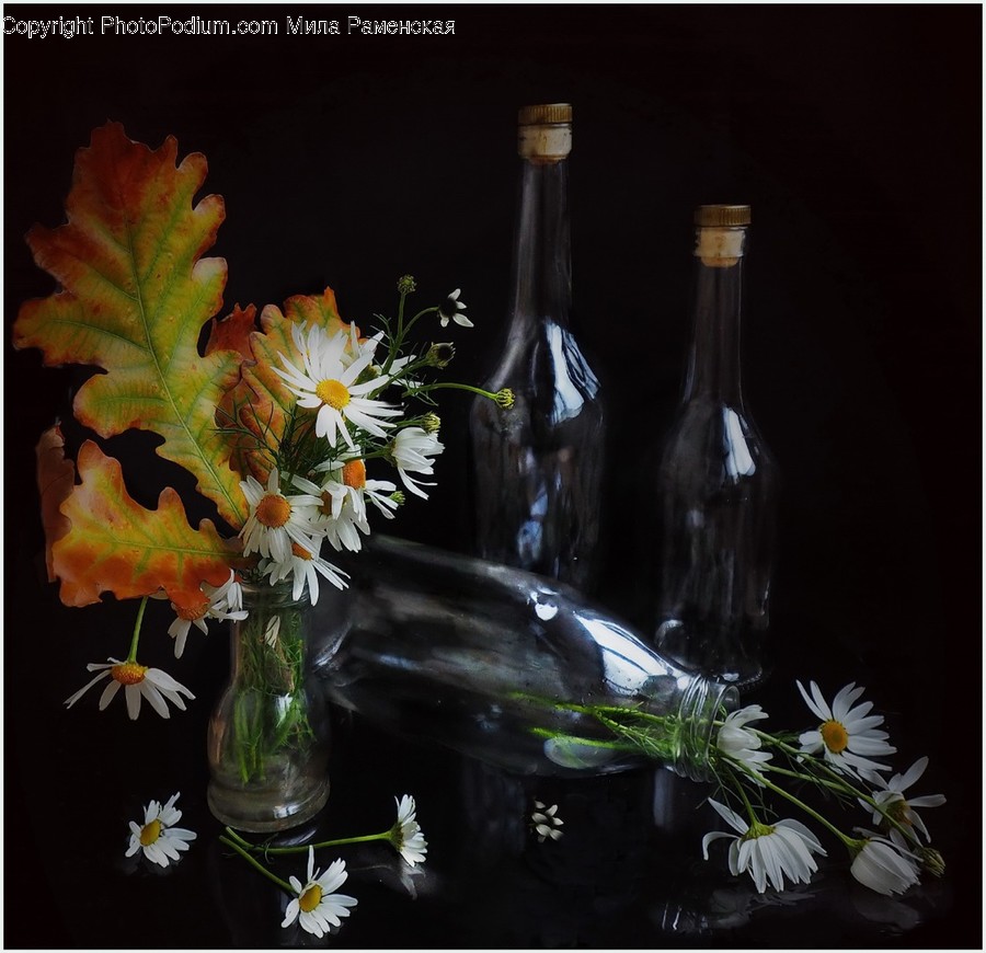 Plant, Flower Arrangement, Flower, Blossom, Ikebana