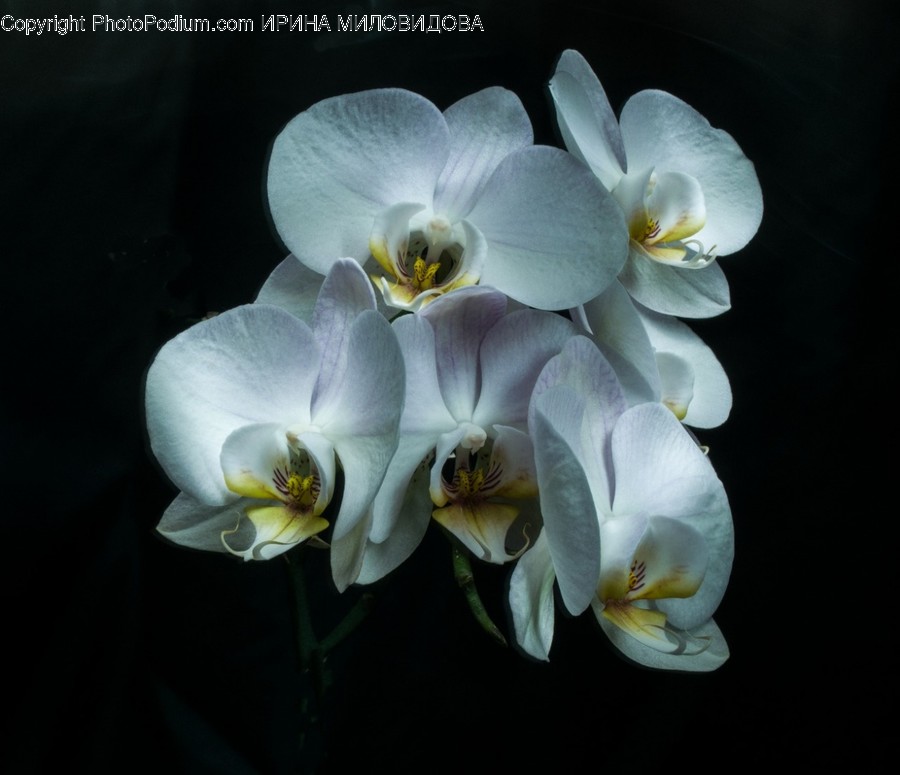 Plant, Flower, Blossom, Bee, Insect