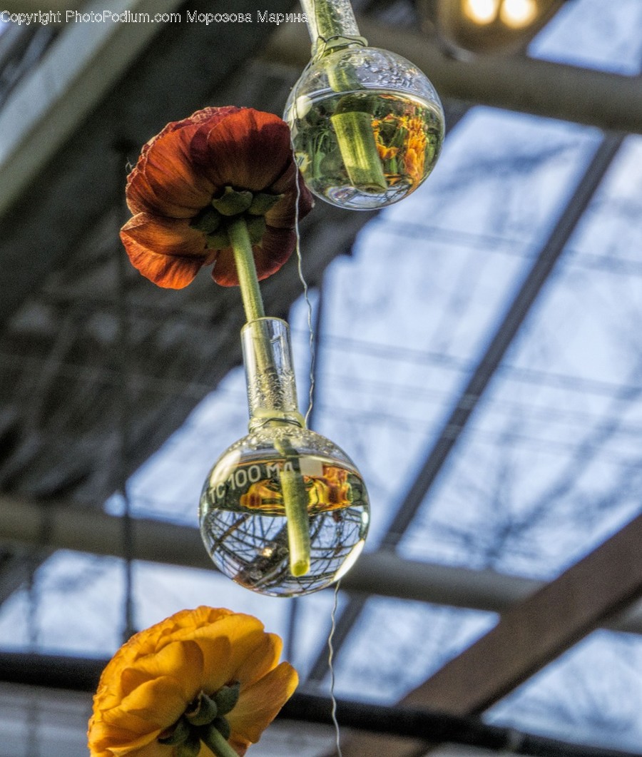 Home Decor, Sphere, Plant, Flower, Blossom